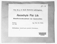 Didymella pisi image